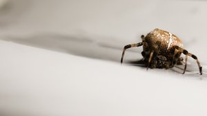 股权架构